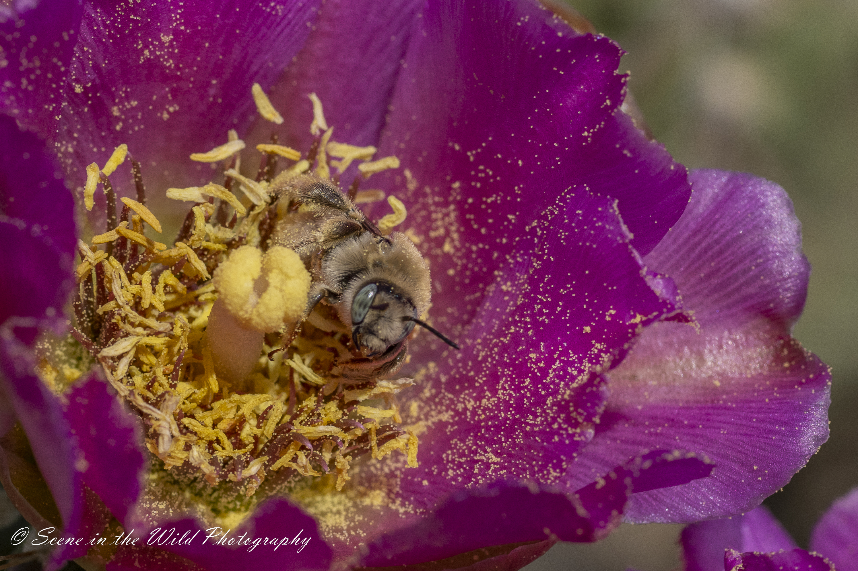 This bee is close to the flower's pistil, and about to leave to go pollinate another flower. If you go out to Comanche Grassland, you'll notice lots of pollinators around the cholla flowers.